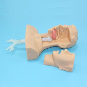 Advanced Sputum suction Training model(medical model)